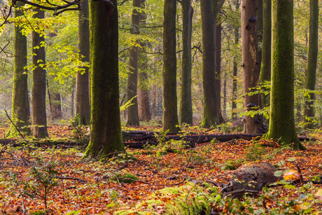 Ochtendlicht in het Speulderbos