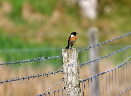 Roodborst tapuit