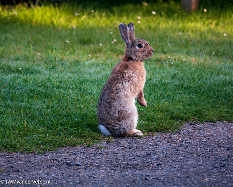 Nieuwsgierig konijn