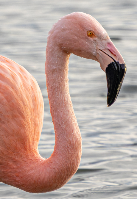 flamingo