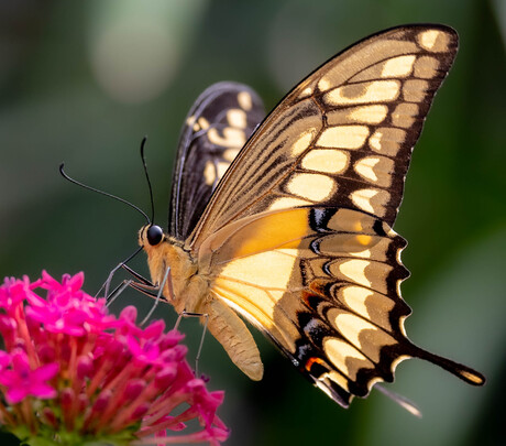 De mooiste vlinder :)