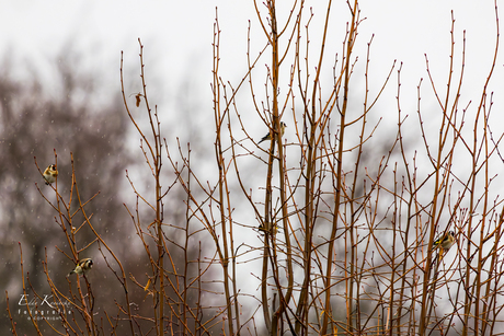 Putters in de regen. 