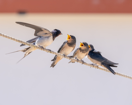 Pfffff......en nu wegwezen!!