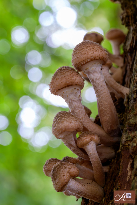 Hoe somber wil je 't hebben