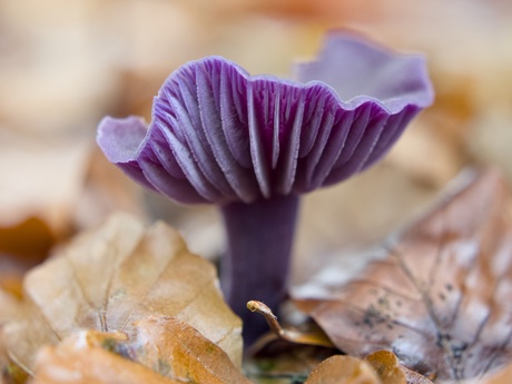 Amnethistzwam in deken van herfstblaadjes