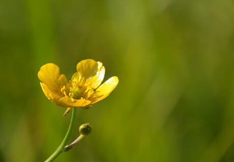 scherpe boterbloem