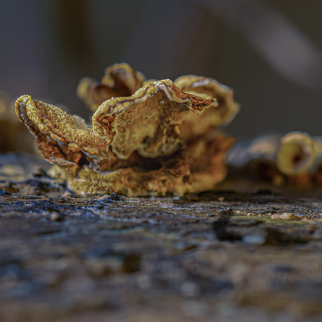 Ik ben klein maar houdt mij stevig vast aan die boomstam