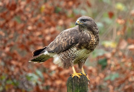 Buizerd