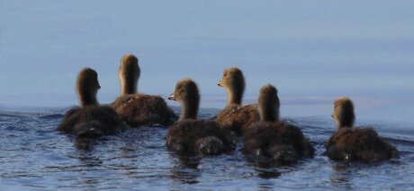 Six bébés oies, sur l'eau, dans la lumière du matin..
