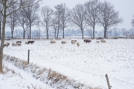 Toen er sneeuw lag.