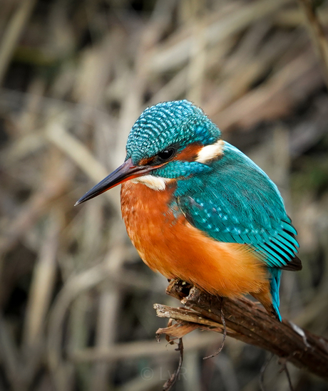 Ijsvogel,  Kingfisher 