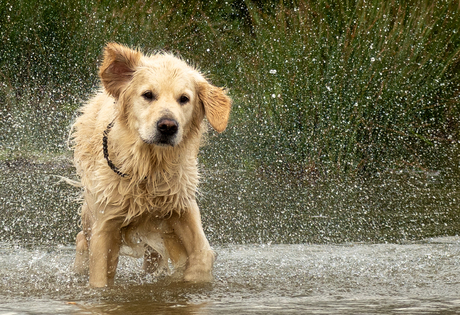 Wat zou een Golden Retriever zijn zonder water...