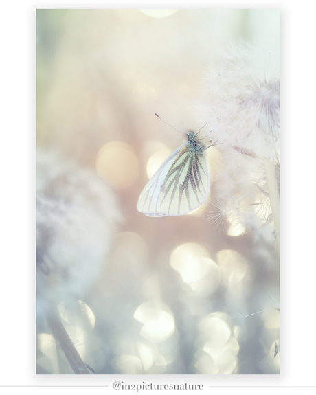 Pretty in pastel