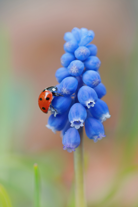 Lieveheersbeestje op blauw druifje