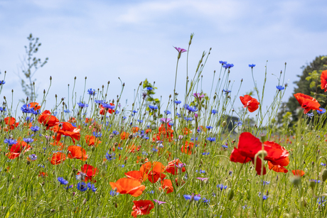 Zomergevoel