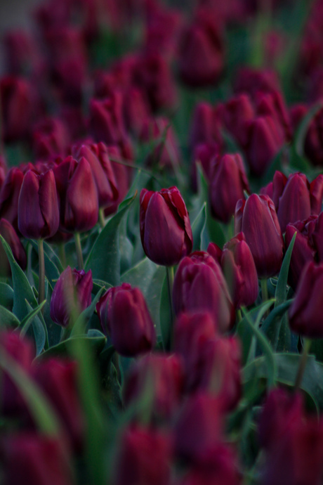 Tulpenveld 