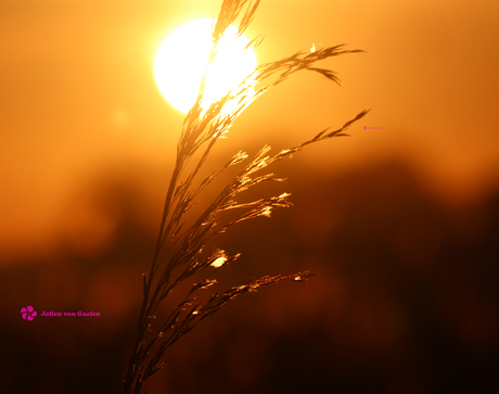 Zon licht de boel op... 1