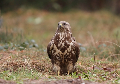 Buizerd.