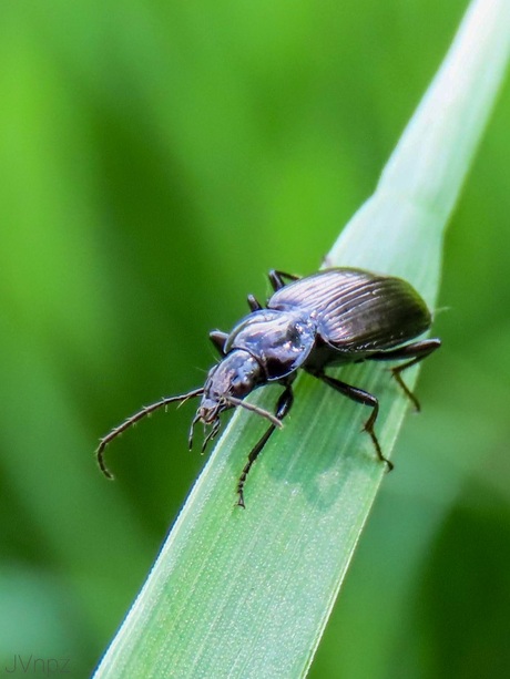 Agonum