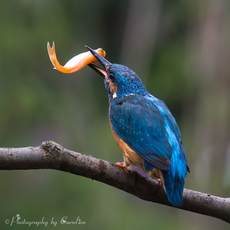 IJsvogel 