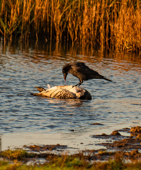De een zijn dood is de ander zijn brood