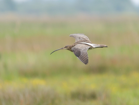 Wulp in volle vlucht