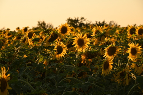 Zonnebloemvelden