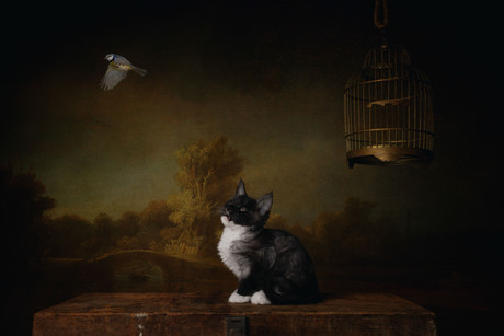 fly from your golden cage