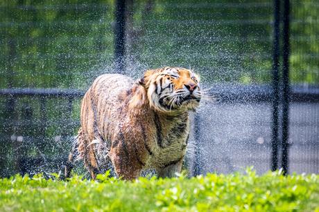 Amoertijger in Aquazoo Leeuwarden zoekt verkoeling