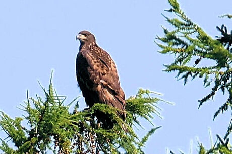 Hoog in de boom en van heel ver genomen....