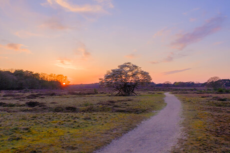 krentenboom in bloei