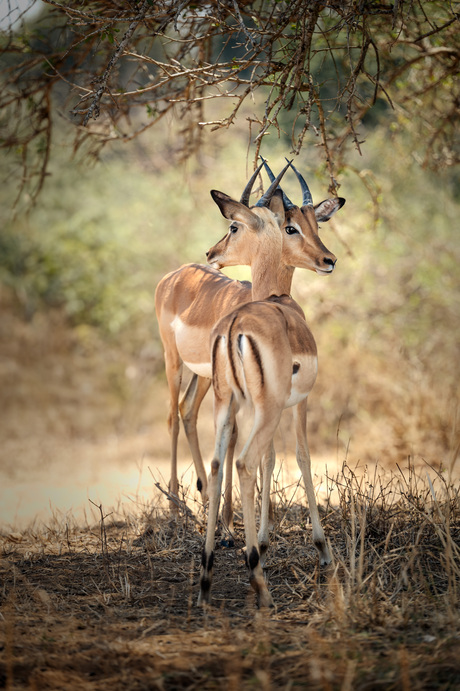 Impala