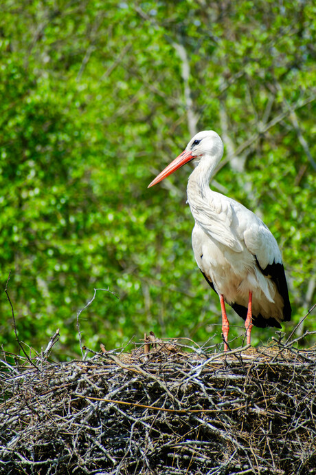Ooievaar op het nest