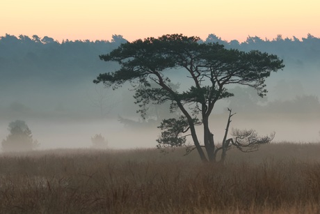 Savanne in Nederland