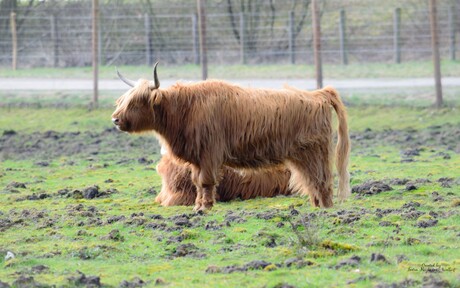 Schotse Hooglander