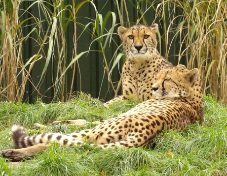 2 Cheetahs