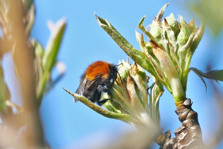 De lente is er nu echt!