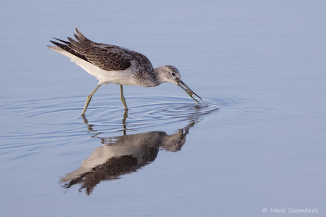 Groenpootruiter heeft beet