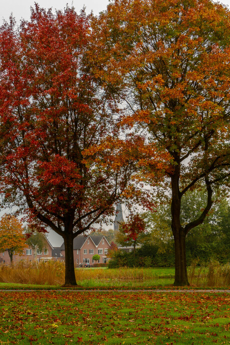 herfstkleur