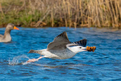 van mij, van mij, van mij