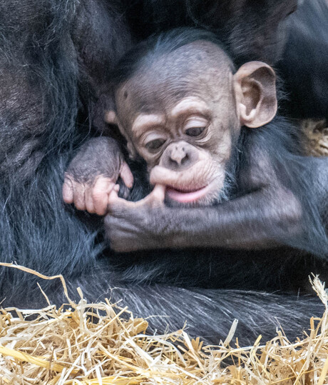 Baby chimpansee met liefhebbende moeder (3)