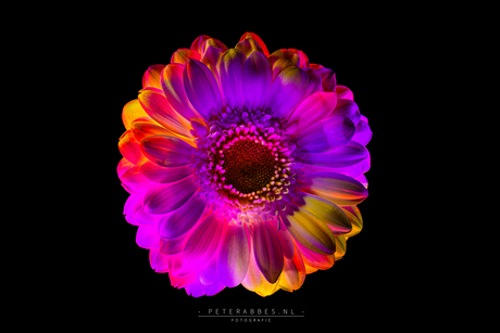 Met licht ingekleurde gerbera 3