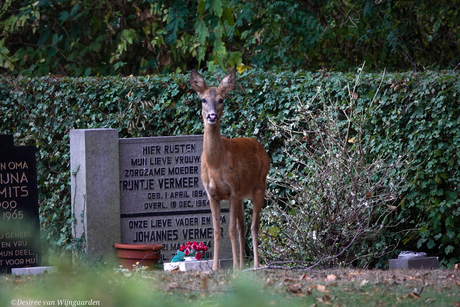Ree op de begraafplaats
