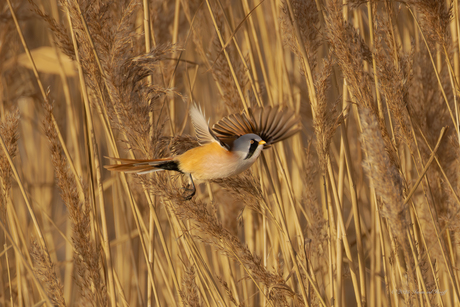 Baarmannetje in vlucht