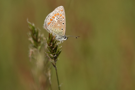 Het icarusblauwtje, een mooi vlindertje van bij ons