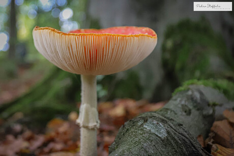 Paddenstoelen in het Waterloopbos