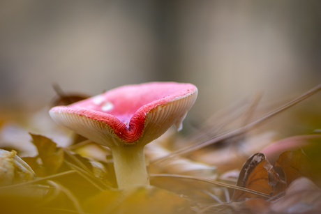 Rode hoed boven het bladerdek