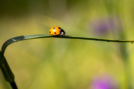 Lieveheersbeestje in balans