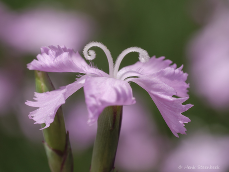 Piepklein roze bloemetje
