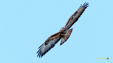 Buizerd in de vlucht